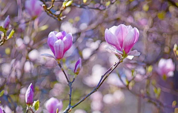 Light, flowers, branches, background, spring, flowering, lilac, bokeh