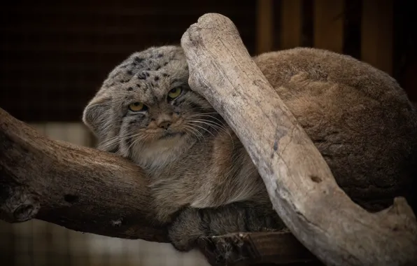 Look, face, tree, log, bitches, manul, frowning, sullenly