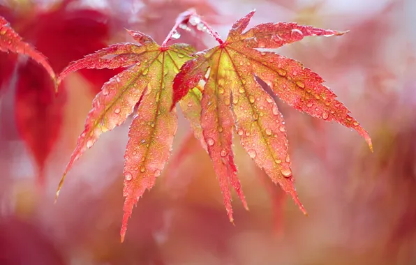 Picture autumn, leaves, drops