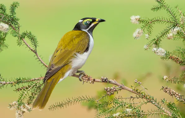 Leaves, bird, branch, feathers, beak, Australia, tail, kaneuchi honey