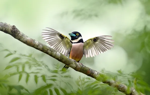 Open wings, wildlife, bird, broadbill, leaves, branches