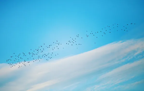 The sky, birds, nature, minimalism