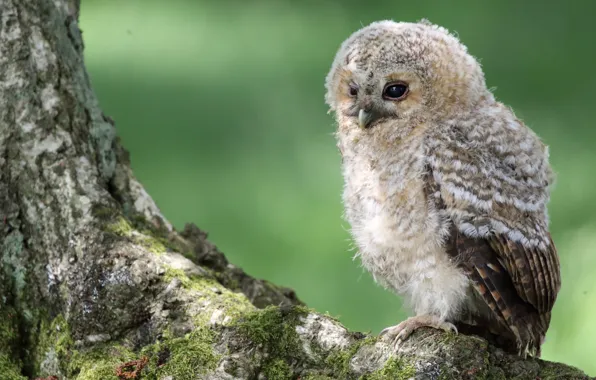 Look, green, background, tree, owl, bird, sitting, chick