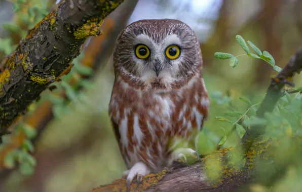 Picture branches, owl, bird, North American boreal owl