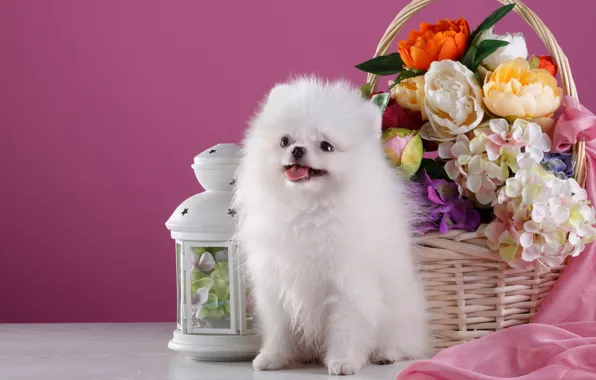 Flowers, basket, dog, lights, Spitz