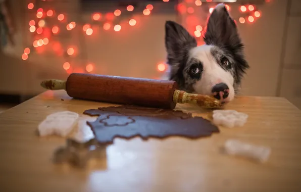 Look, lights, table, dog, cookies, Christmas, kitchen, New year