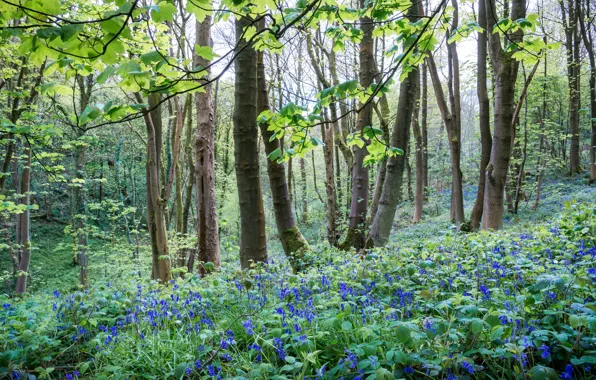 Picture flowers, bells, spring, trees, branches, forest