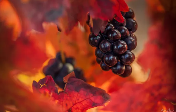 Picture autumn, leaves, grapes, bunch, bokeh