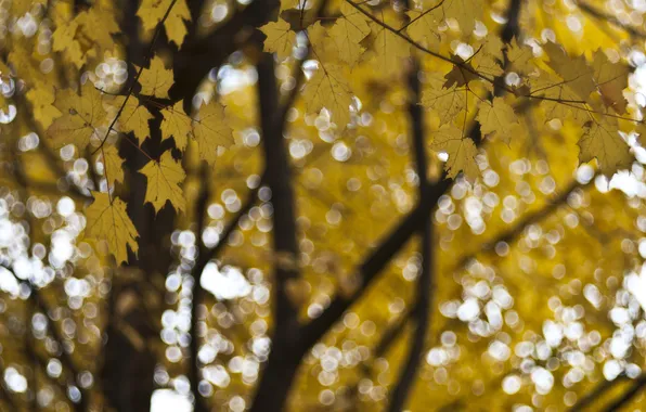 Autumn, leaves, macro, glare, focus, Tree, yellow, blur