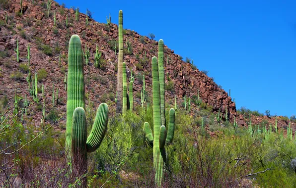 The sky, grass, landscape, hill, cacti, the bushes