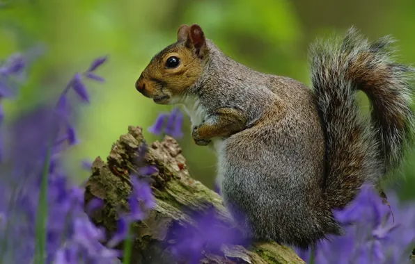 Picture flowers, protein, profile