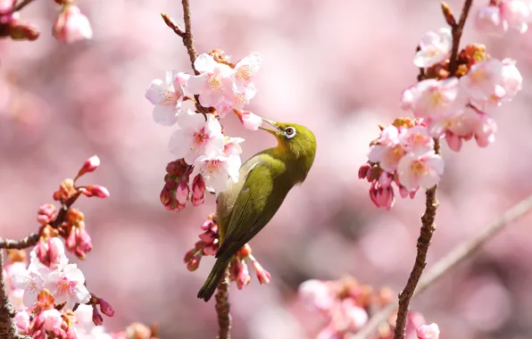 Flowers, bird, branch, spring, Sakura, flowering, Japanese white-eye