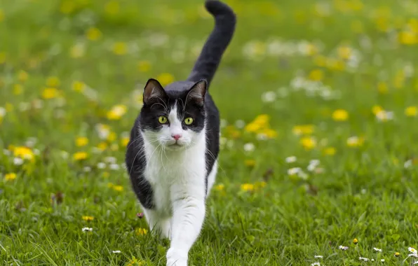 Picture cat, summer, grass, cat