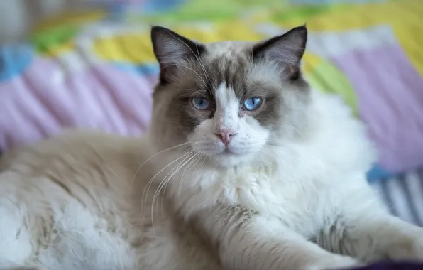 Cat, cat, look, pose, bed, lies, blue eyes, face