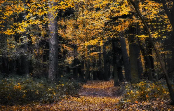 Autumn, forest, trees, branches, nature, trunks, foliage, path