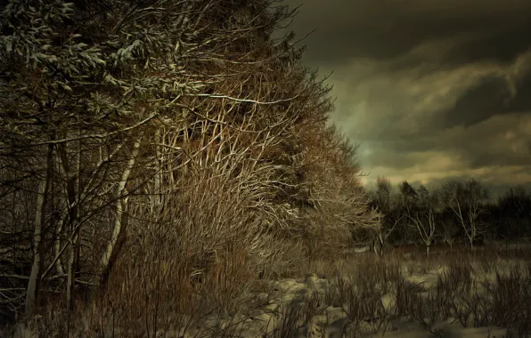 Winter, frost, field, forest, grass, snow, trees, branches