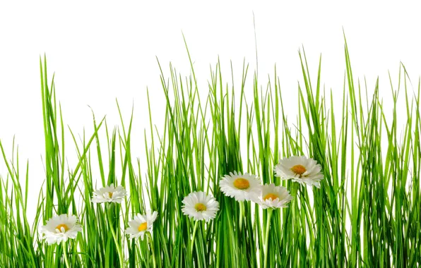 Greens, summer, grass, flowers, chamomile, white background