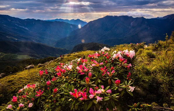 Rays, landscape, flowers, mountains, nature, glare, hills, tops