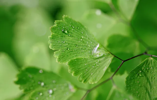 Water, drops, macro, nature, background, green leaves, wet