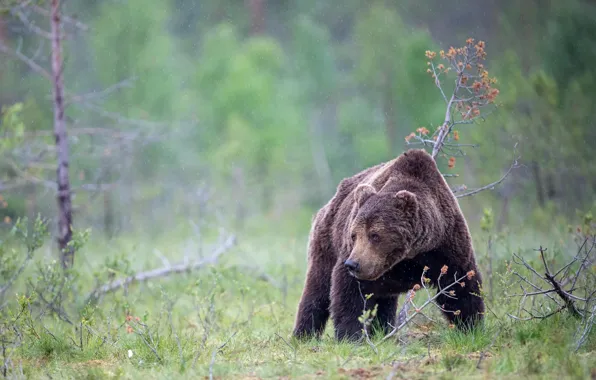 Autumn, forest, summer, grass, look, face, drops, nature