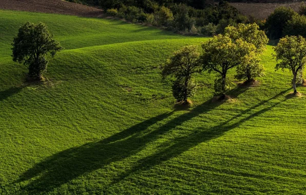 Picture trees, field, Italy, Italy, Marche, Marche, Monti Sibillini National Park, National Park Monti Sibillini