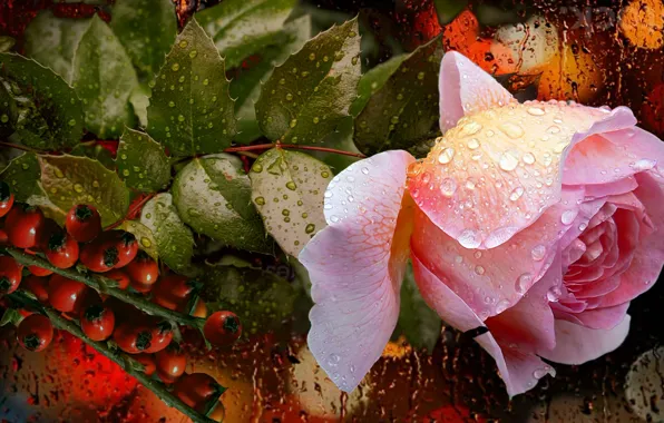Drops, lights, Rosa, berries, roses