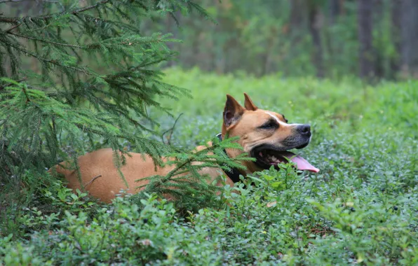 Picture forest, dogs, animal, dog, lies, in blueberries, staffordshirskiy Terrier, under the spruce