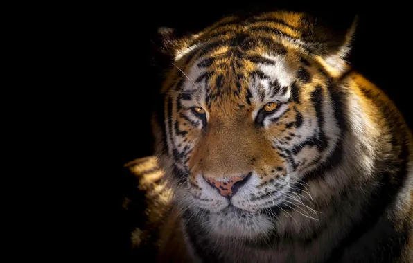 Picture look, face, light, tiger, portrait, black background