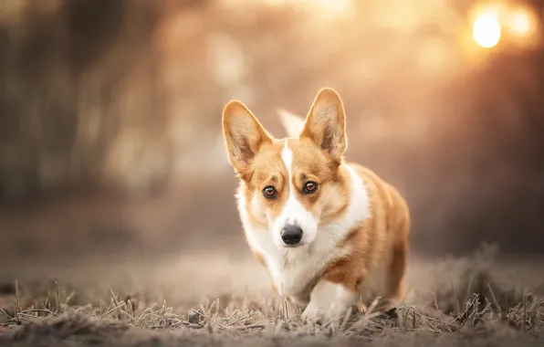 Picture look, dog, face, bokeh, doggie, Welsh Corgi