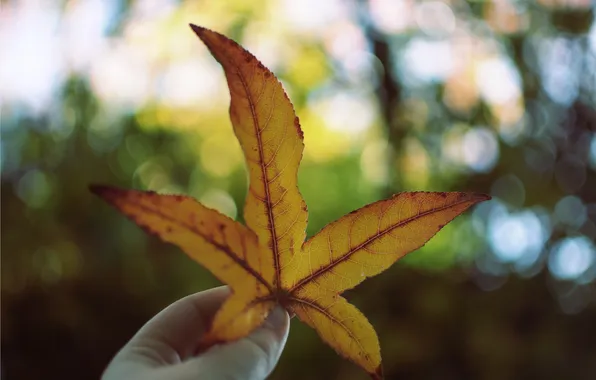 Picture orange, yellow, sheet, bokeh