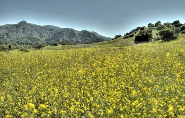 Field, landscape, flowers