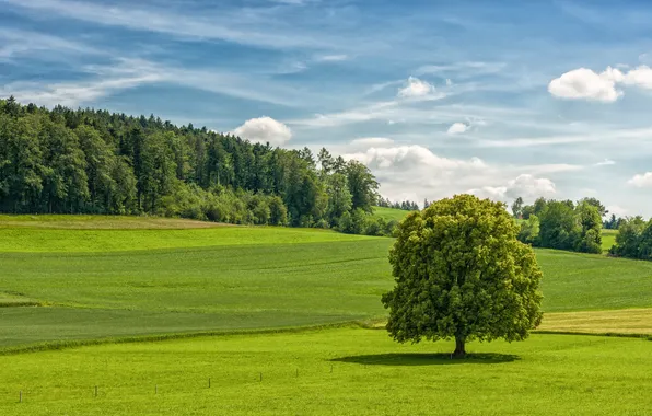 Field, trees, landscape, nature