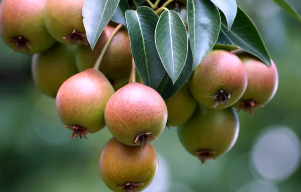 Macro, tree, fruit, pear