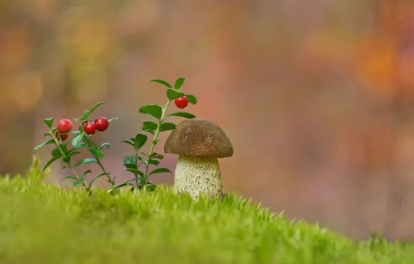 Mushroom, moss, cranberries, Borovik