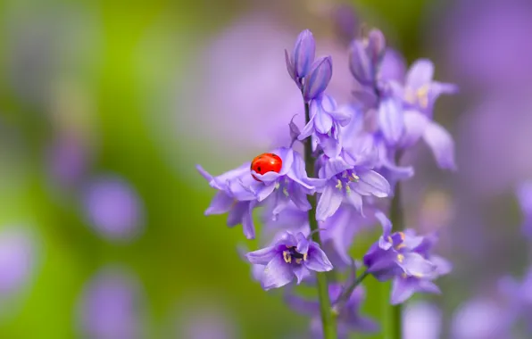Flower, macro, ladybug, beetle, insect, bells, bokeh
