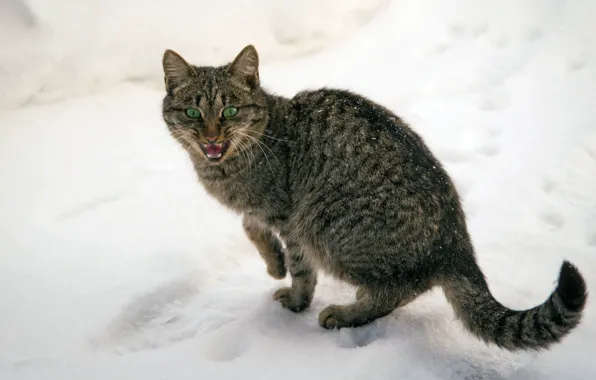 Winter, cat, cat, snow, green-eyed, frozen, meows, poor