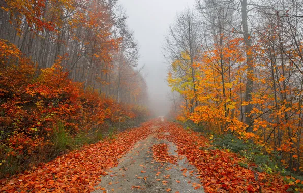 Road, autumn, forest, leaves, trees, branches, nature, fog