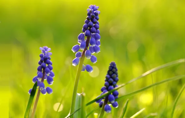 Picture field, grass, nature, petals, meadow