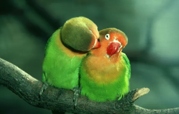 Love, green, parrots