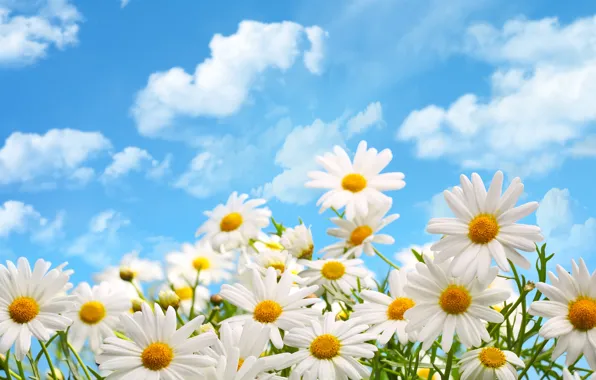 Clouds, flowers, nature, chamomile
