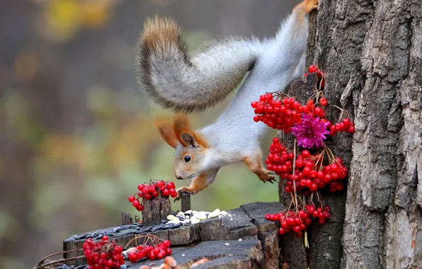 Picture nature, berries, animal, stump, protein, trunk, seeds, bunches