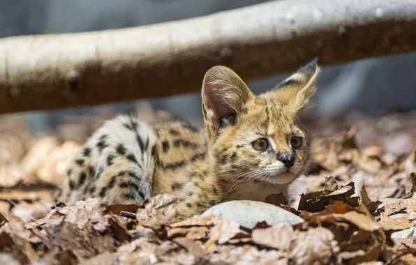 Picture cat, look, leaves, baby, cub, kitty, Serval, ©Tambako The Jaguar