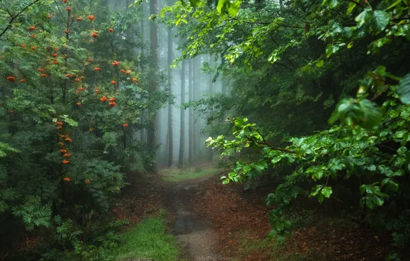 Picture forest, Germany, path, Magic forest