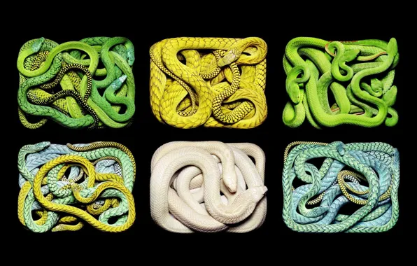 White, snakes, yellow, green, turquoise, different
