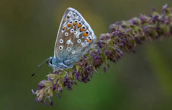 Picture macro, butterfly, insect, Polyommatus Icarus