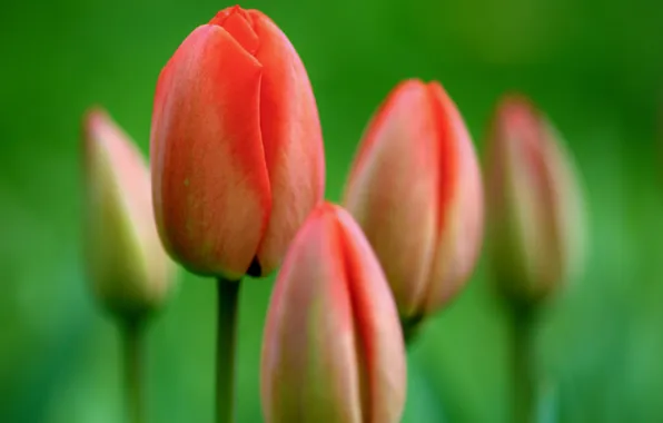 Picture flowers, nature, photo, tulips, beautiful Wallpaper, full hd