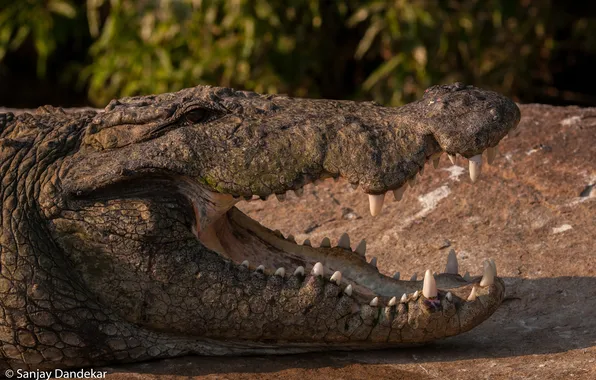 Picture jaw, predator, teeth, crocodile, mouth