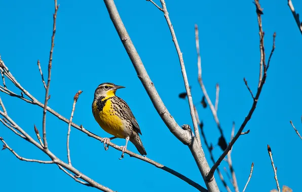 Branches, bird, feathers, beak