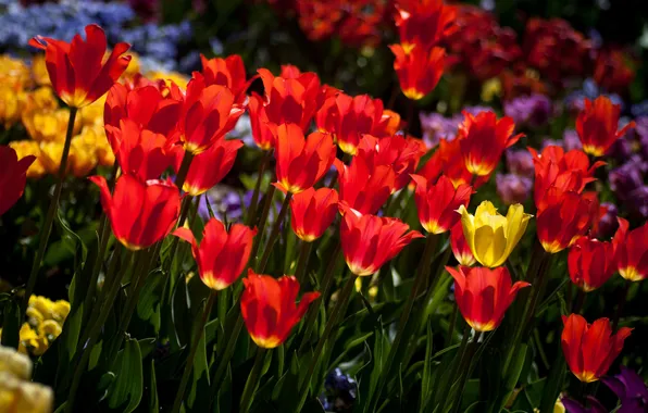 Picture the sun, spring, yellow, tulips, red, a lot