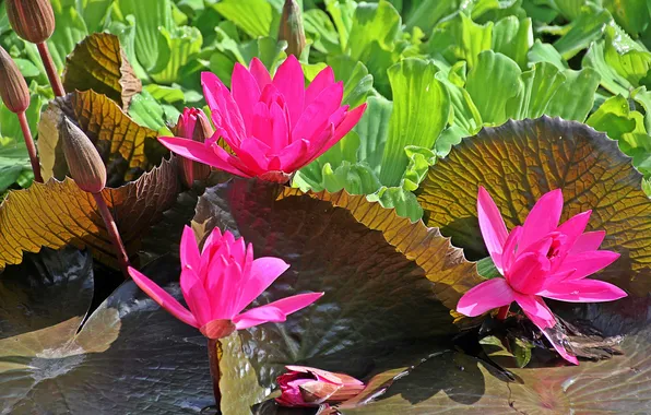 Picture leaves, flowers, petals, pond